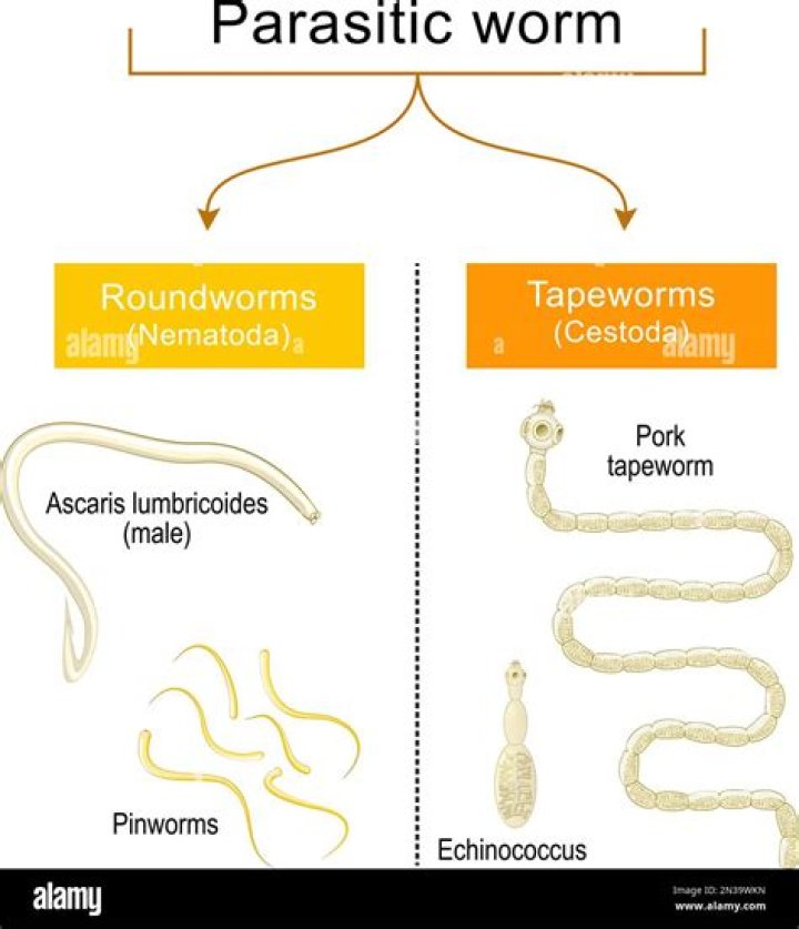 Are roundworms Autotrophs?