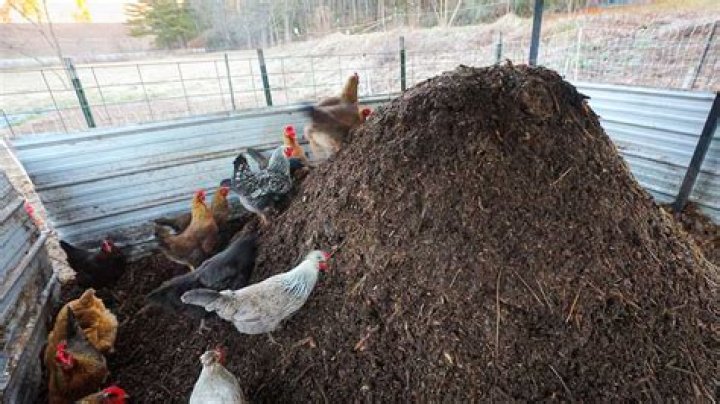 How do you make a compost pile with chicken manure?